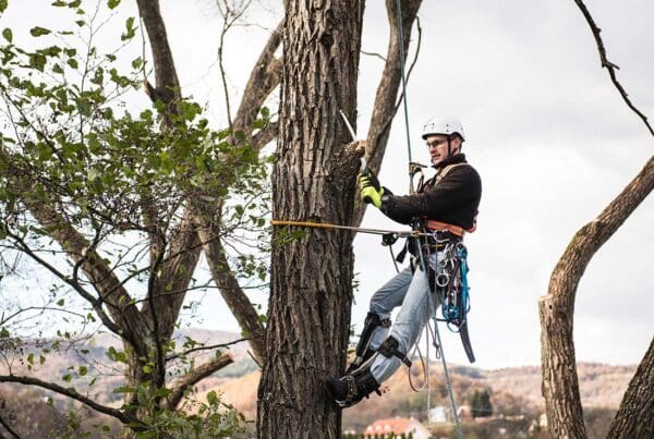 Arborist and Tree Services Insurance - Arborist with a Saw and Harness Pruning a Tree While Being Suspending High off the Ground on a Sunny Day